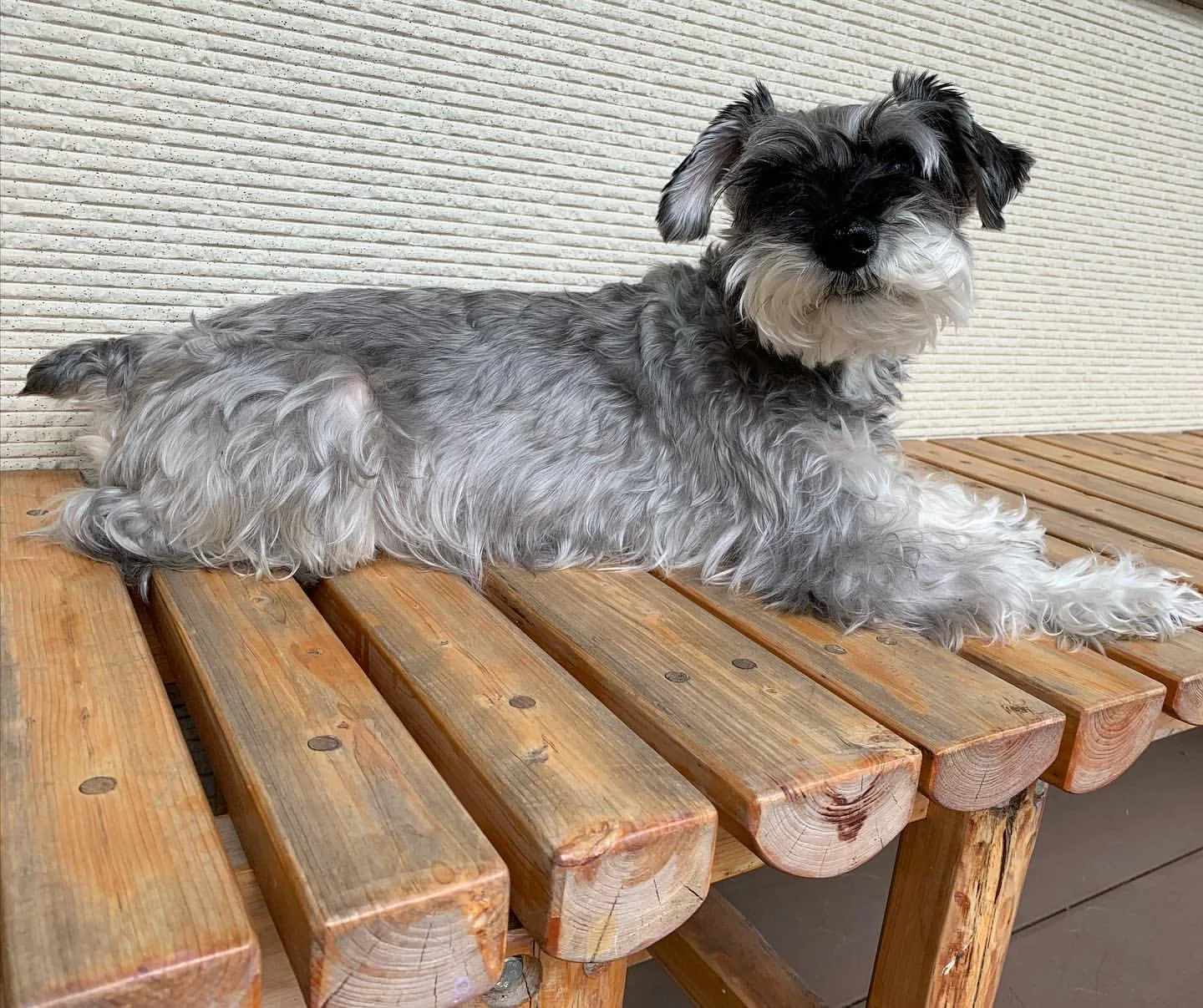 Dogs